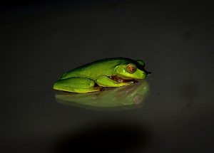 pexel frog